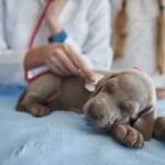 Para ser médico o veterinario, ¿hace falta más nota?