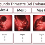 Con cuanto de embarazo ir al médico: recomendaciones durante el embarazo